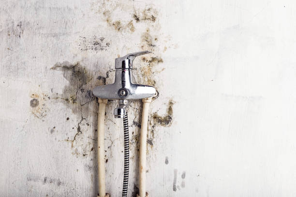 Best Same-Day Mold Removal  in Morgantown, MS