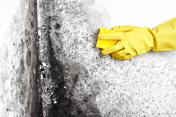 Morgantown, MS Mold Removal Company
