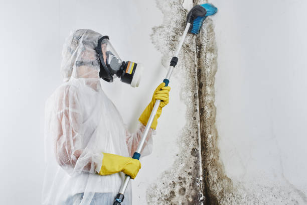 Best Attic Mold Removal  in Morgantown, MS