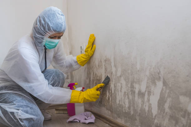 Best Mold Remediation  in Morgantown, MS
