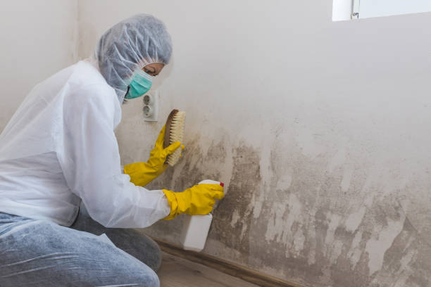 Best Mold Damage Repair  in Morgantown, MS