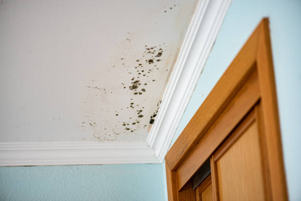 Mold Removal and Inspection in Morgantown, MS
