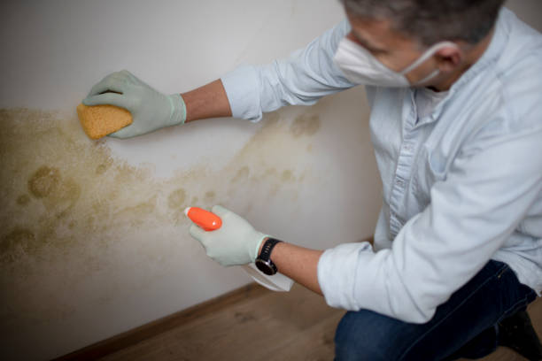 Home Mold Removal in Morgantown, MS