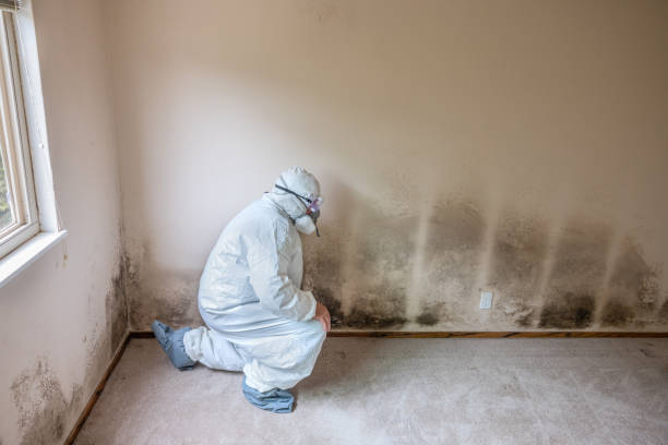 Best Crawl Space Mold Removal  in Morgantown, MS