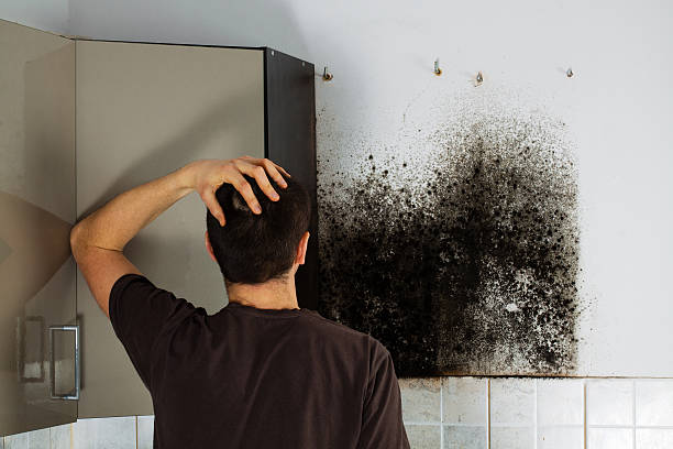 Best Home Mold Removal  in Morgantown, MS