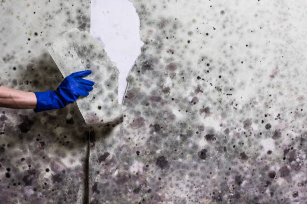 Best Residential Mold Removal  in Morgantown, MS