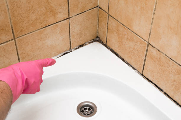 Best Office Mold Removal Services  in Morgantown, MS